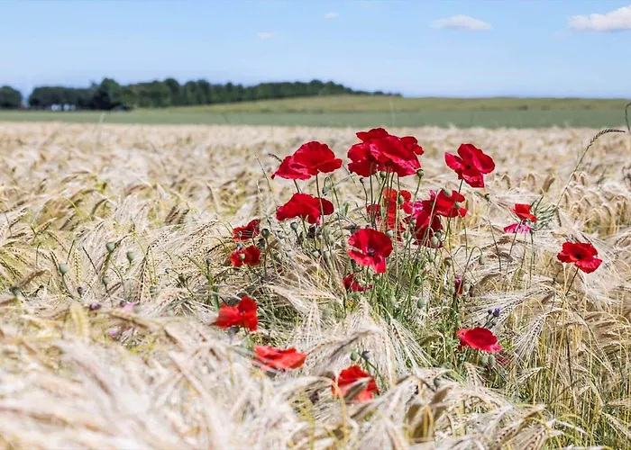 Hébergement de vacances 8529-grenaa-strandsletten-61